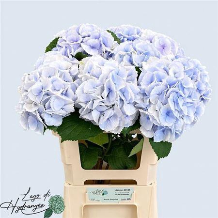 <h4>Hydr M Roy Surprise 60cm</h4>