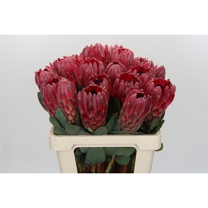 Protea Sharon