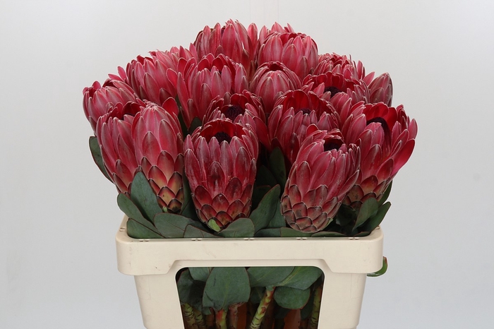 <h4>Protea Sharon</h4>