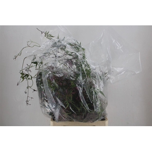 Jasmijn Ranken P Bunch