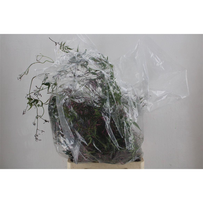 <h4>Jasmijn Ranken P Bunch</h4>