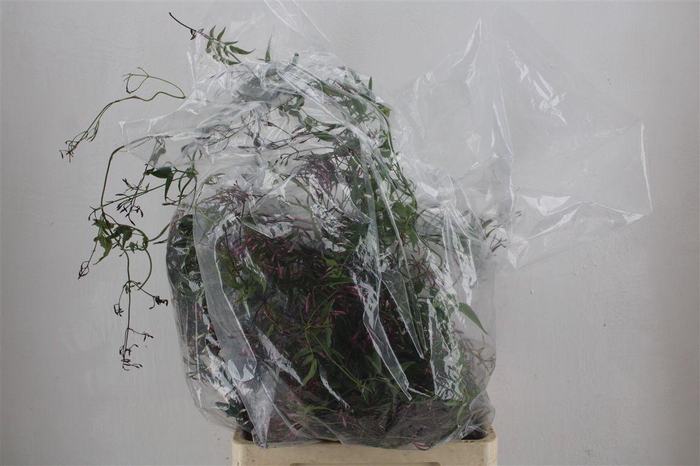 Jasmijn Ranken P Bunch