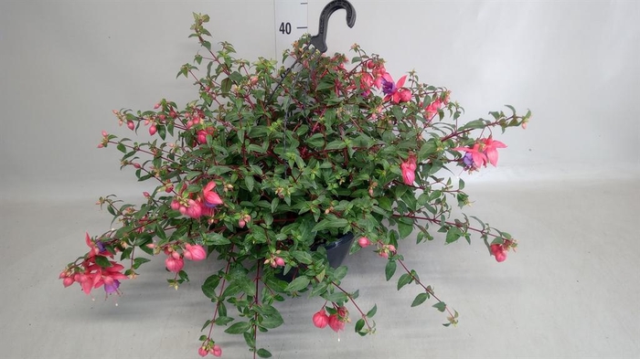 <h4>Fuchsia   ...</h4>