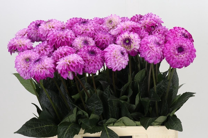 <h4>Dahlia Genova</h4>