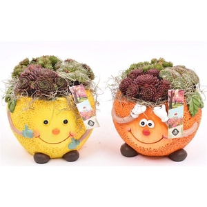 Cement fruit/groente mix 12-16cm