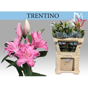 Li Or Trentino