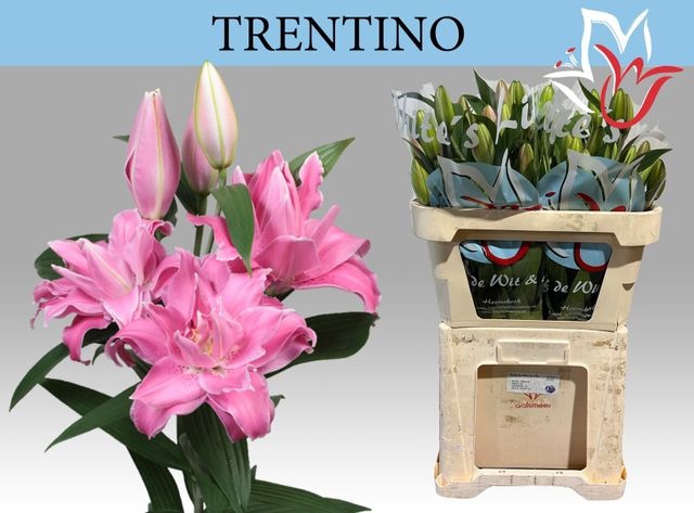 Li Or Trentino