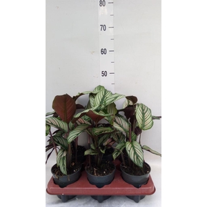 Calathea   ...