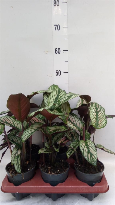 <h4>Calathea   ...</h4>