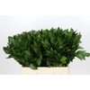 Ruscus Hypophyllum