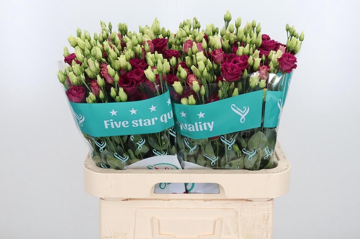 <h4>Eus G Arosa Red</h4>