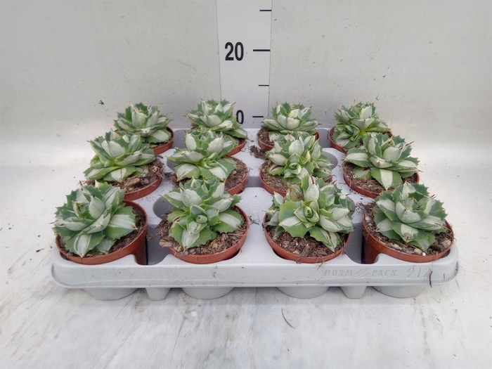 <h4>Agave   ...</h4>