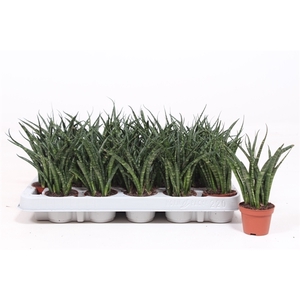 Sansevieria Fernwood Punk