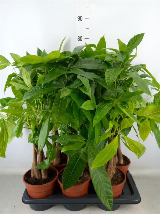 <h4>Pachira aquatica</h4>