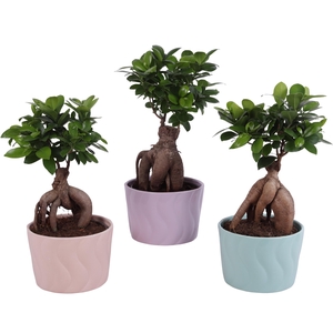 Ficus m. Ginseng Ball Shape Ø15cm in Ø17cm Ceramic SE662