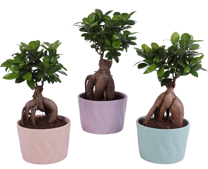 <h4>Ficus m. Ginseng Ball Shape Ø15cm in Ø17cm Ceramic SE662</h4>