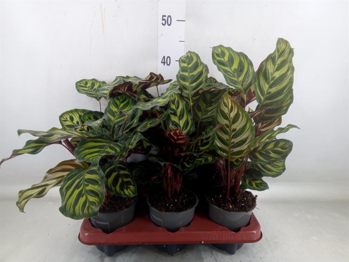<h4>Calathea makoyana</h4>