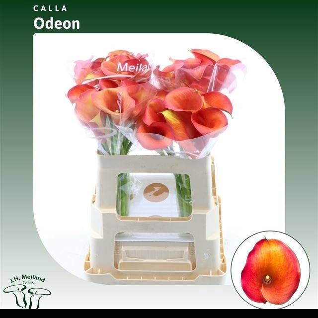 <h4>ZANT CAPT ODEON</h4>