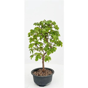 Carpinus laxiflora, in 13 cm trainingspot.