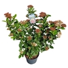 Viburnum tinus 'Lisa Rose' ® 7,5L