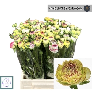 RAN EL YELLOW STRIPE