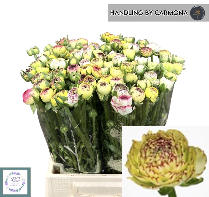 <h4>RAN EL YELLOW STRIPE</h4>