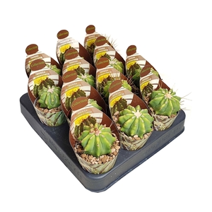 FEROCACTUS GLAUCESCENS INERMIS - POT Ø 6,5 - COLLECTION WITH POTCOVER (CACTUS)