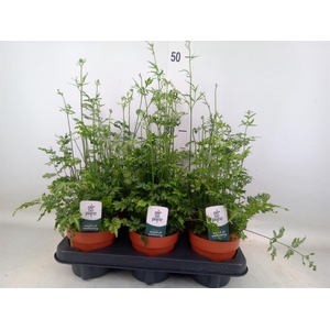 Pteris ensiformis 'Evergemiensis'