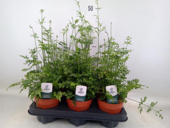 <h4>Pteris ensiformis 'Evergemiensis'</h4>