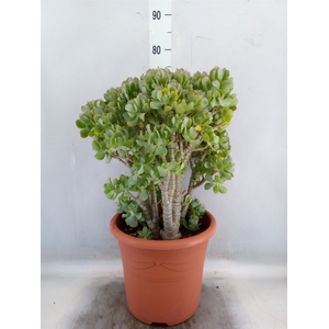 Crassula arborescens