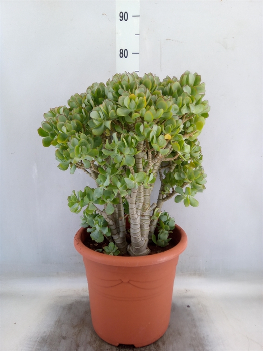 <h4>Crassula arborescens</h4>