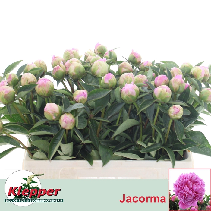 <h4>PAEO L JACORMA</h4>