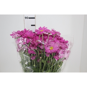 CRISANTEMO DARK SPLEND REAGAN 080 CM