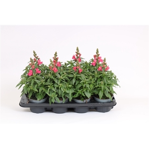 Antirrhinum Majus rose