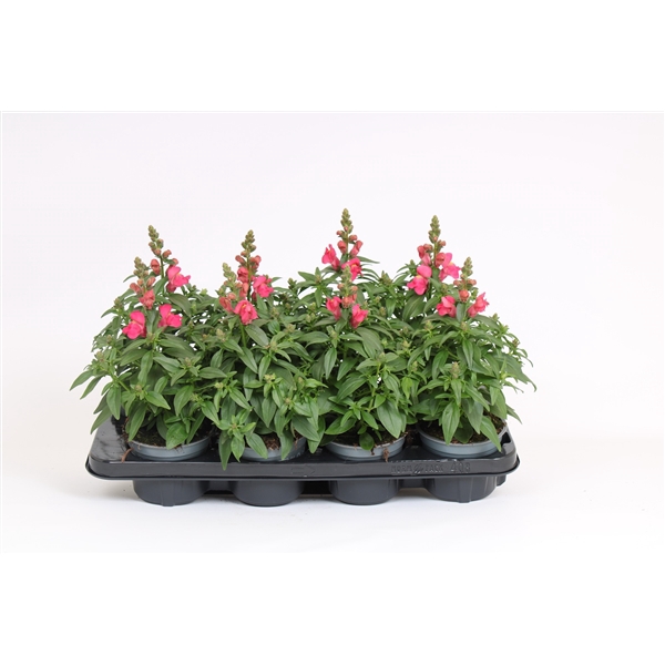 <h4>Antirrhinum Majus rose</h4>