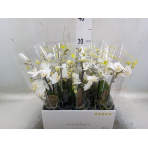 Phalaenopsis multi.   ...white
