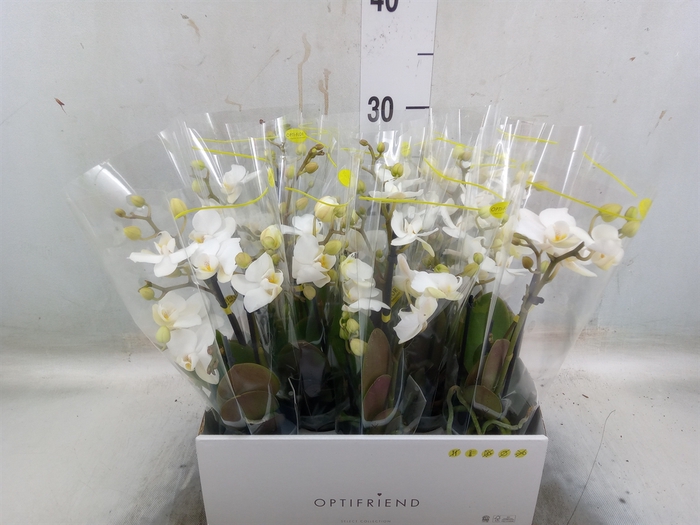 <h4>Phalaenopsis multi.   ...white</h4>
