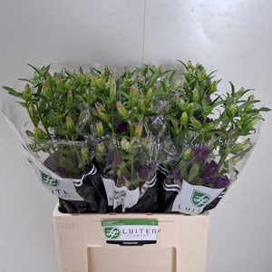 CAMP M CHAMPION BLUE