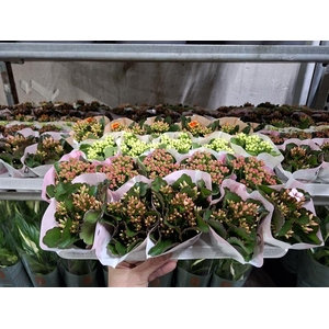 Kalanchoe gevuld gemengd 4klr.