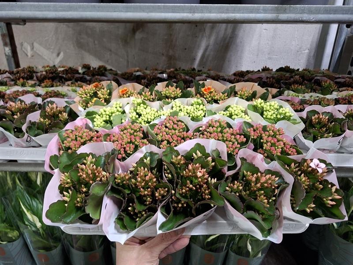 Kalanchoe gevuld gemengd 4klr.