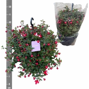 FUCHSIA B F LAURA