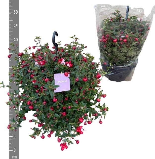 <h4>FUCHSIA B F LAURA</h4>