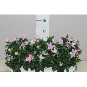 Platycodon Gr Astra Pink