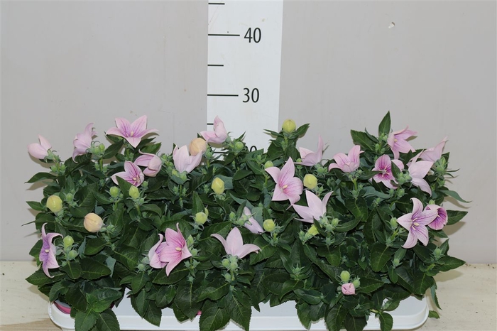<h4>Platycodon Gr Astra Pink</h4>