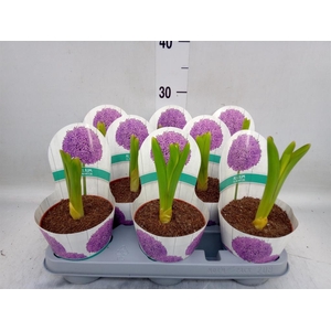 Allium