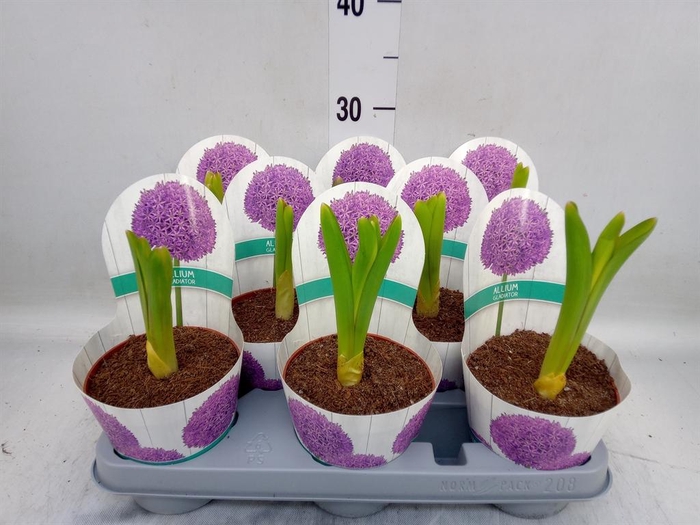 <h4>Allium</h4>