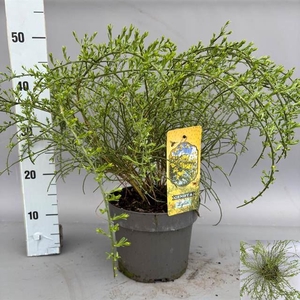 Genista lydia