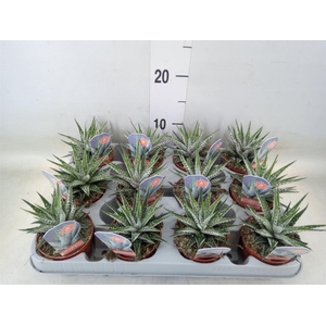 Haworthia fasciata 'Alba'