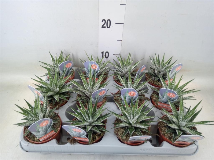 <h4>Haworthia fasciata 'Alba'</h4>