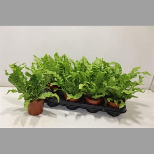 Asple Ni Crispy Wave